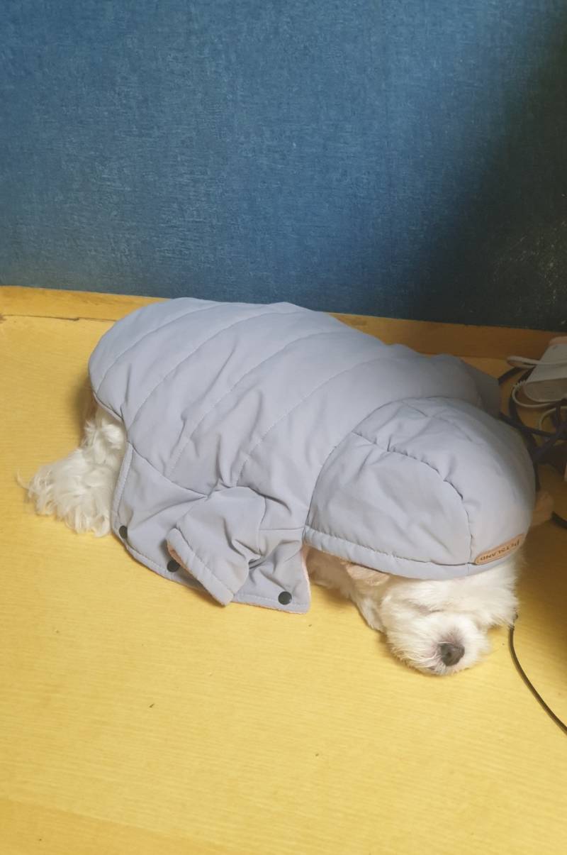 [잡담] 우리집 개 내 방에 들어와서 잔다 | 인스티즈