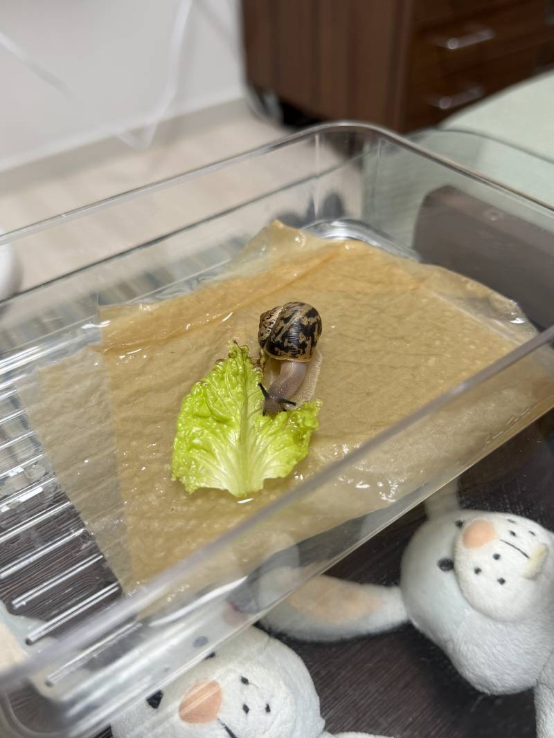[잡담] 꽃에 붙어온 달팽이...🐌 | 인스티즈