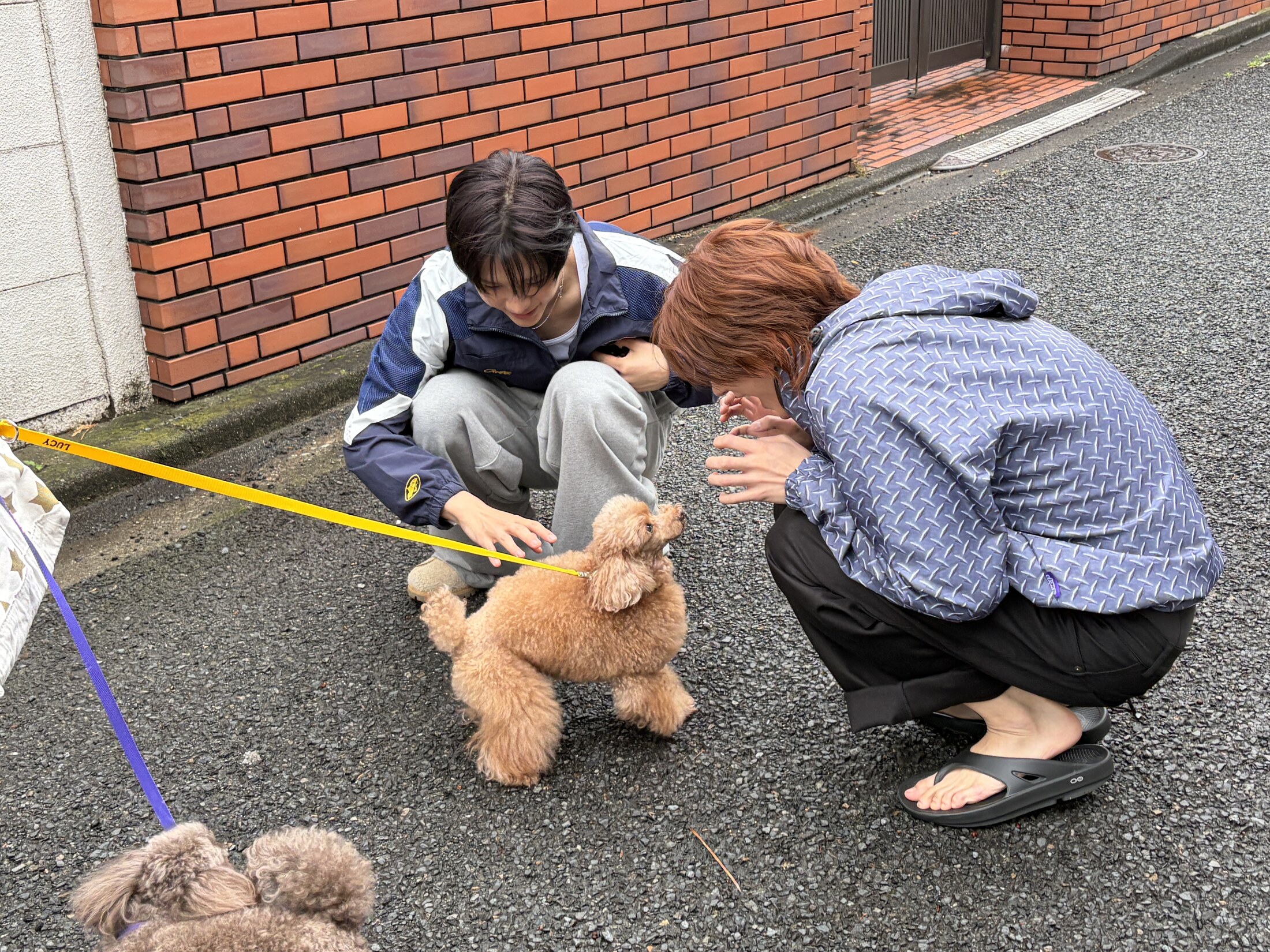 [잡담] 앤톤 강아지 만남이 감격적이야 | 인스티즈
