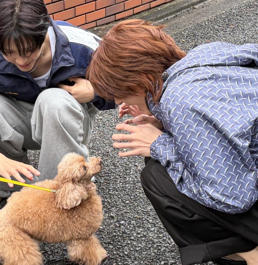 [잡담] 앤톤 강아지 못만져서 하는 행동 | 인스티즈