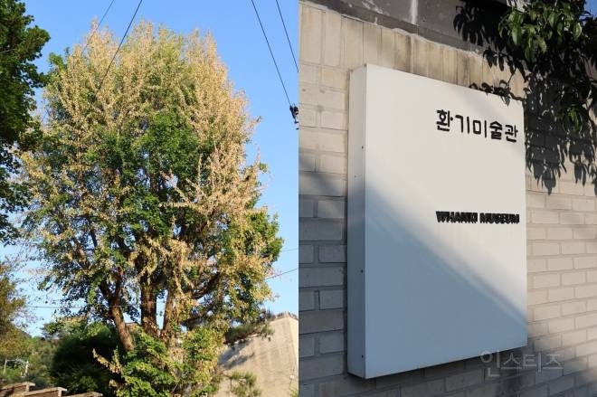 환기미술관 -100년수령 은행나무에 제초제 주입함 | 인스티즈
