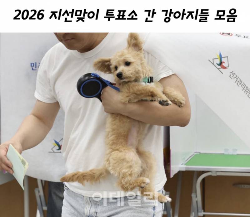 [잡담] 강아지도 투표권 있는 거 알아? | 인스티즈