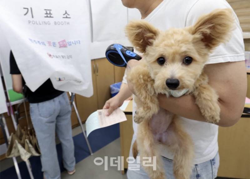 [잡담] 강아지도 투표권 있는 거 알아? | 인스티즈