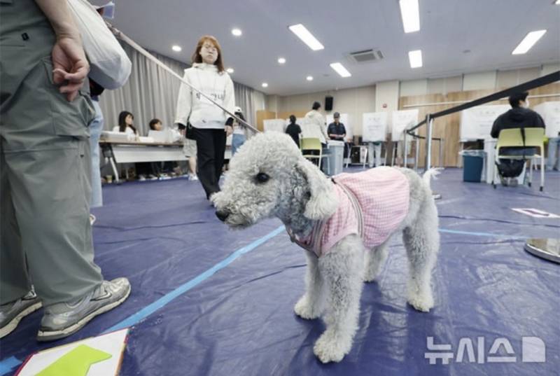 [잡담] 강아지도 투표권 있는 거 알아? | 인스티즈