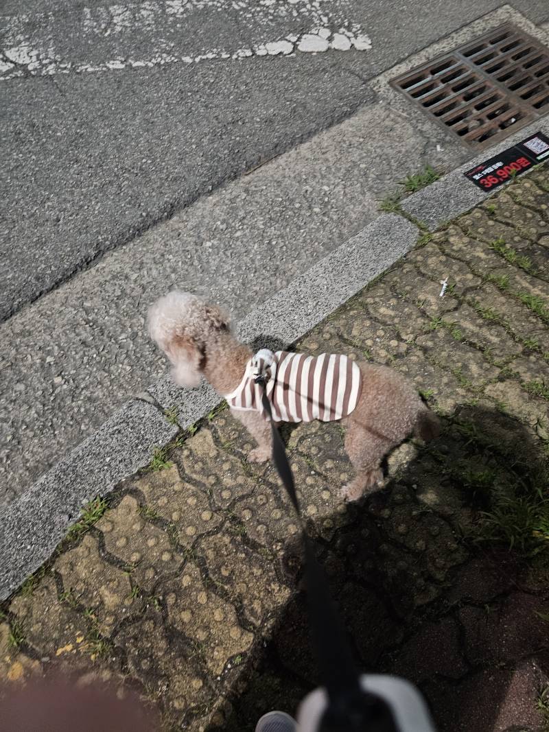 [잡담] 강아지 산책 끝... | 인스티즈