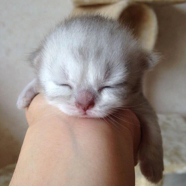 [잡담] 이 새벽에 진짜 귀여운거 보여줄게 | 인스티즈