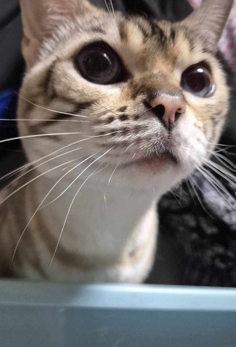 [잡담] 귀여운 냥 주인님💜 | 인스티즈