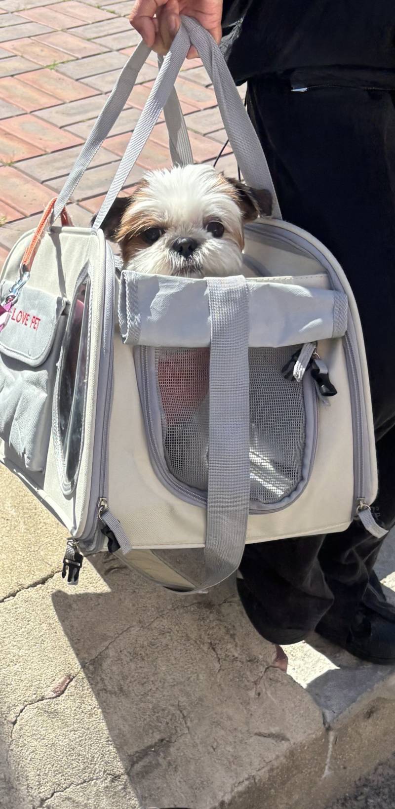 [잡담] 안녕하세요🐶 | 인스티즈