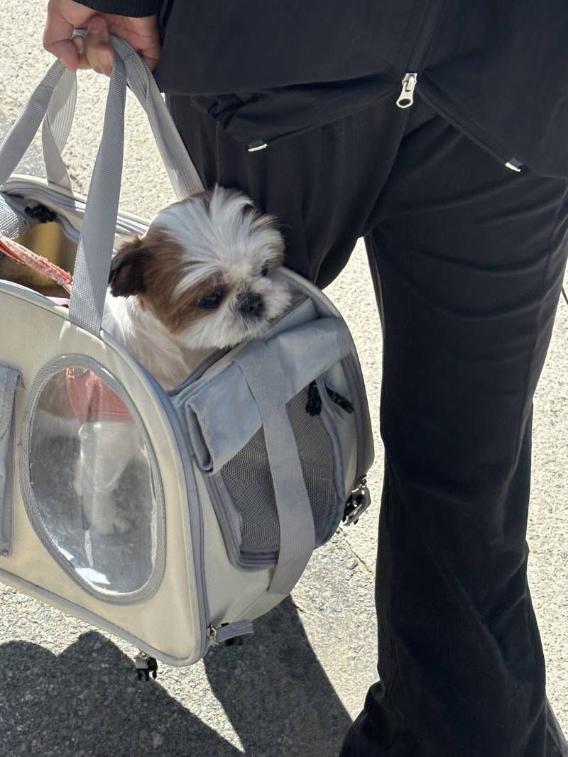 [잡담] 안녕하세요🐶 | 인스티즈