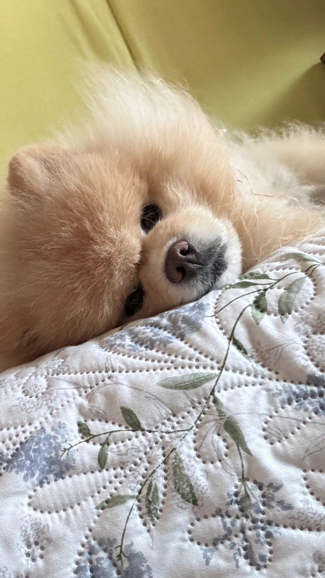 [잡담] 우리 강아지 요즘 낮에 너무 더워서 녹아부림.. | 인스티즈