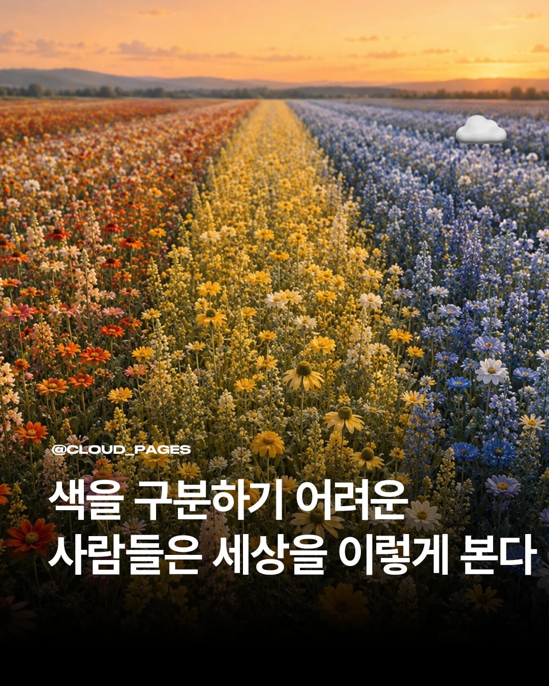 색을 구분하기 어려운 사람들은 이렇게 세상을 본다 | 인스티즈