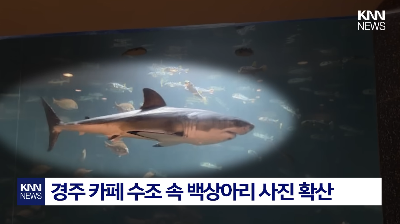 [잡담] 경주 수족관 카페 수조에 백상아리 있는거 봄? | 인스티즈