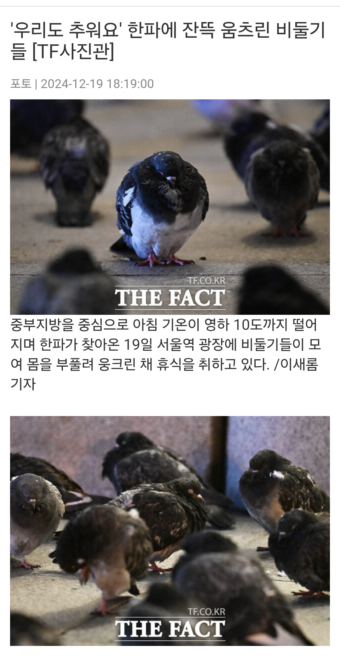[잡담] 비둘기도 겨울에 춥대 | 인스티즈