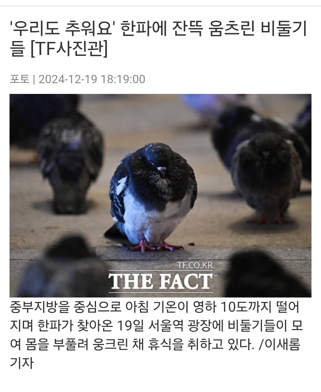 [마플] 비둘기도 겨울에 춥대 | 인스티즈