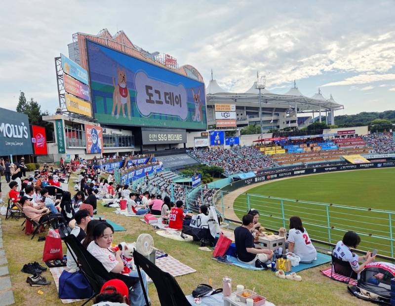 [잡담] 내려도 내려도 힐링이라는 쓱 도그데이 기사사진들 | 인스티즈