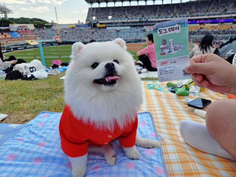 [잡담] 내려도 내려도 힐링이라는 쓱 도그데이 기사사진들 | 인스티즈