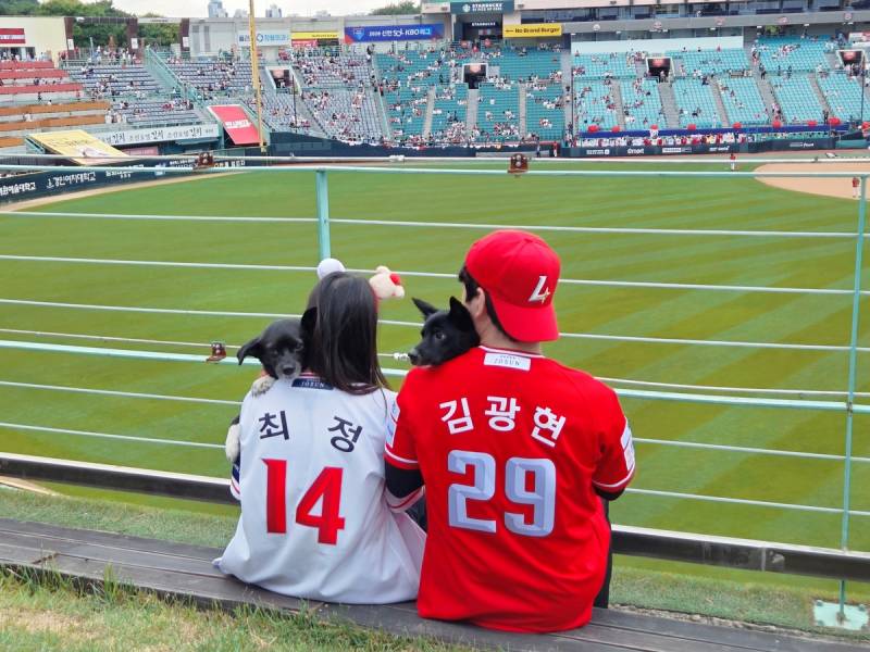 [잡담] 내려도 내려도 힐링이라는 쓱 도그데이 기사사진들 | 인스티즈