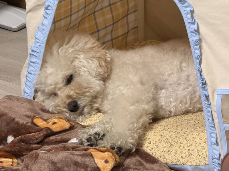 [잡담] 강쥐 꼬순내 대박임 | 인스티즈