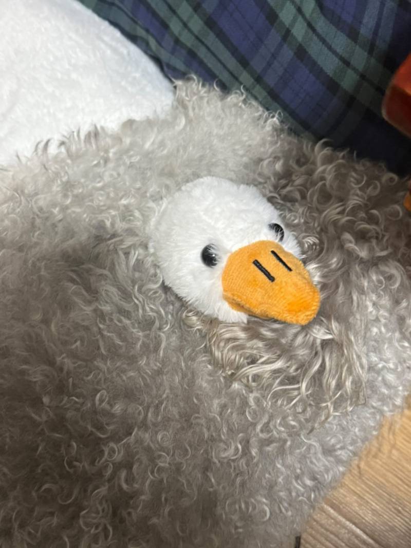 [잡담] 이거 인형 어디서 사는지 찾아줄 사람 | 인스티즈
