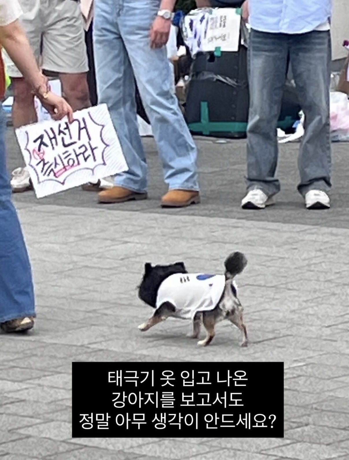 [잡담] 태극기 옷 입고 나온 강아지 보고 드는 생각 | 인스티즈