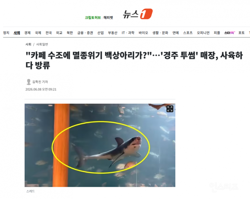 "카페 수조에 멸종위기 백상아리가?"…'경주 투썸' 매장, 사육하다 방류 | 인스티즈