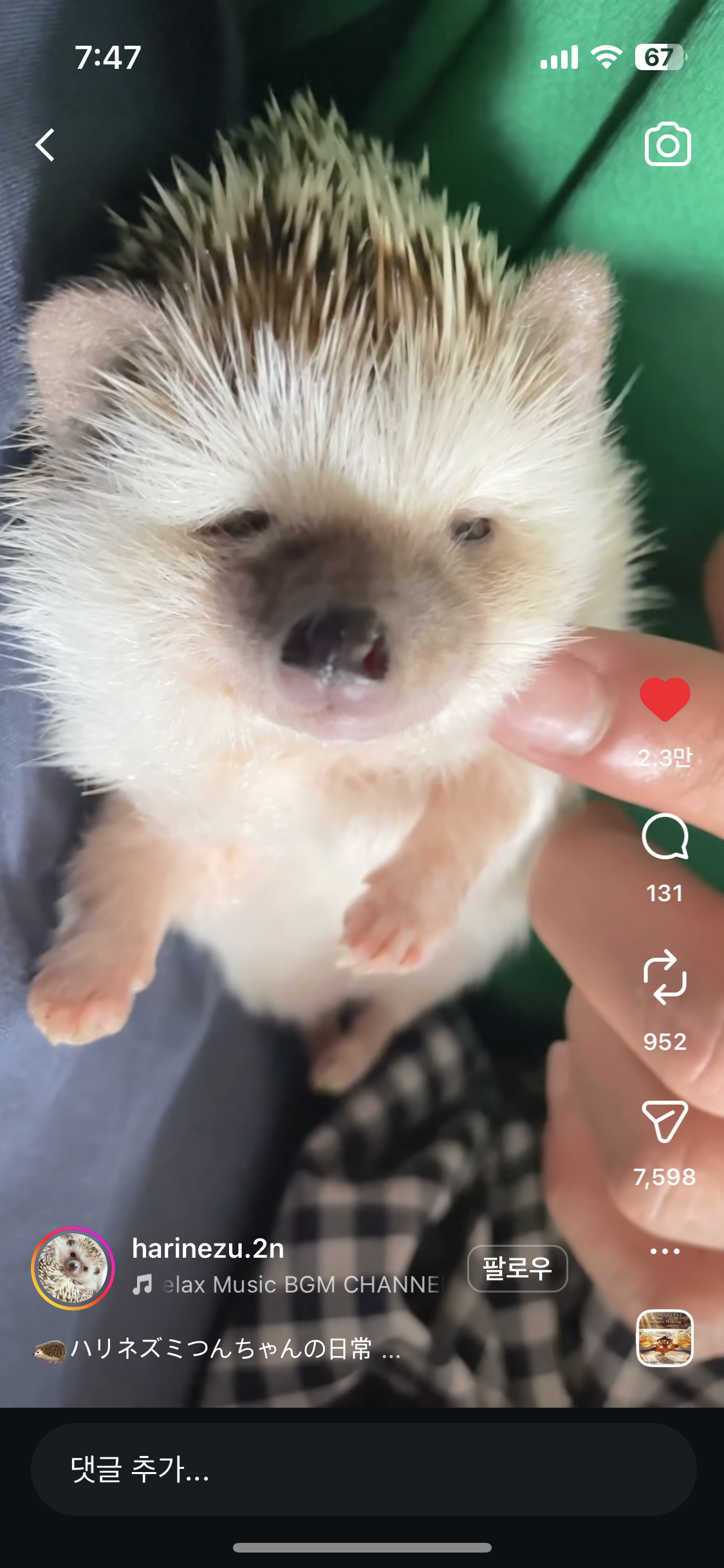 [잡담] 이 고슴도치 최고야 츤짱 | 인스티즈