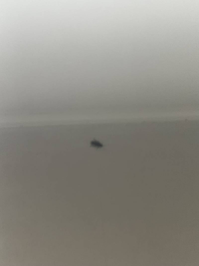[잡담] 아 방에바퀴벌레등장햇엄 ㅣ친 (혐오주의) | 인스티즈