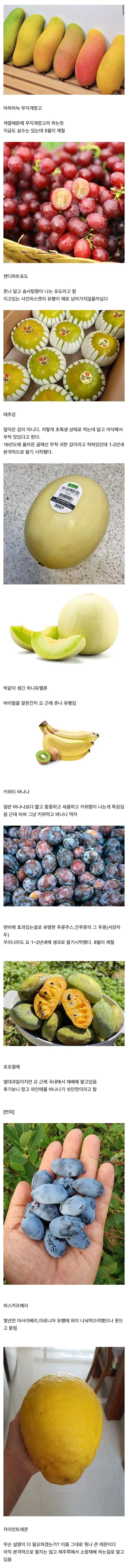 신종 과일들 | 인스티즈