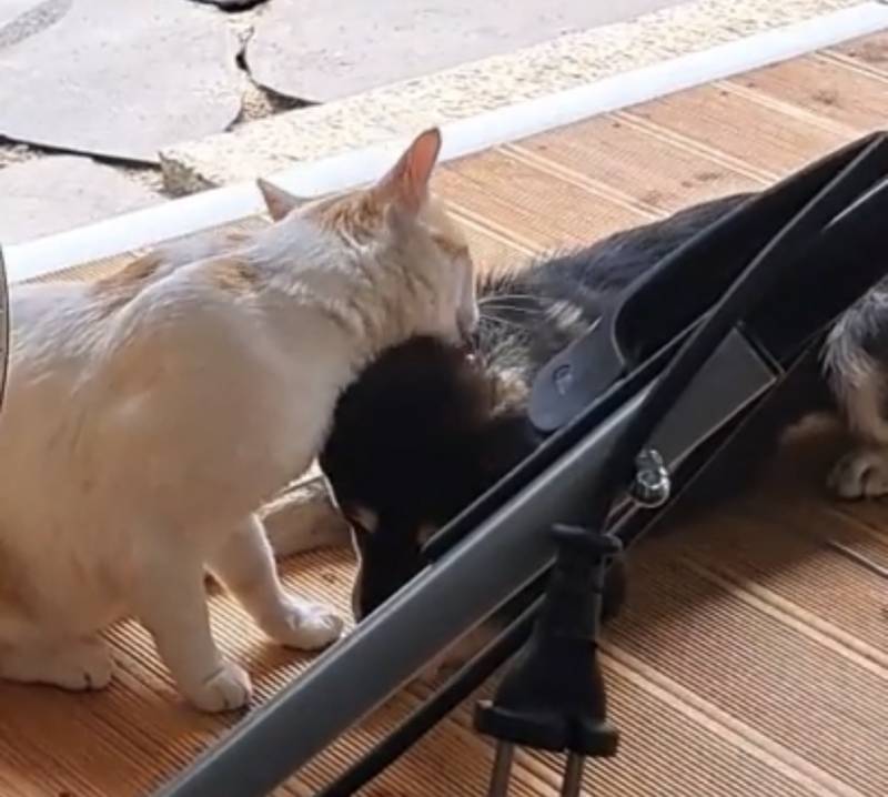 [잡담] 고양이가 자기보다큰개가 그래도 애기라고 | 인스티즈