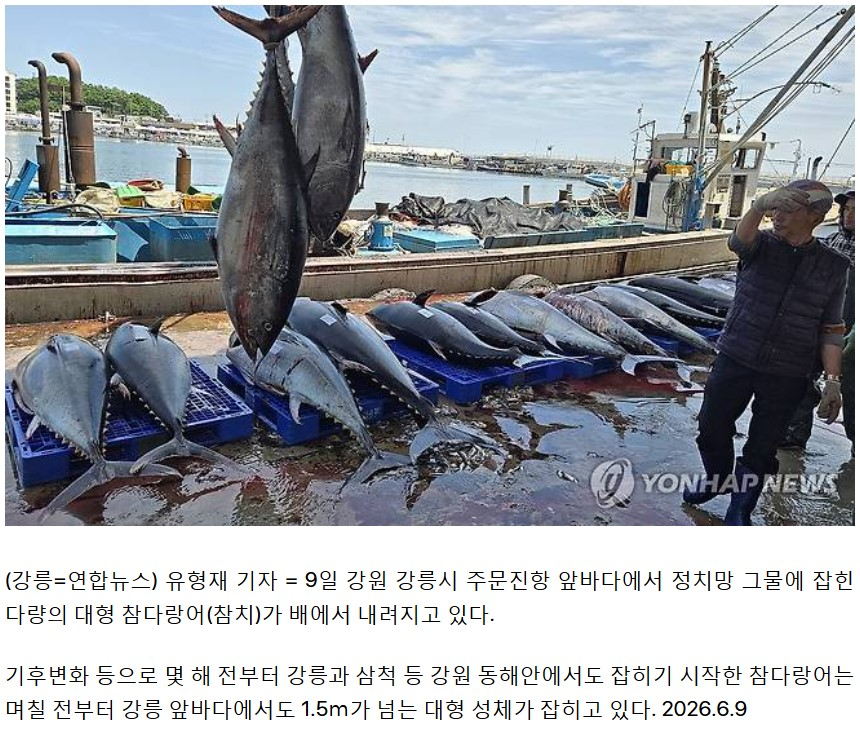 [정보/소식] 강릉 앞바다에서 참치가 잡히고 있다함 | 인스티즈