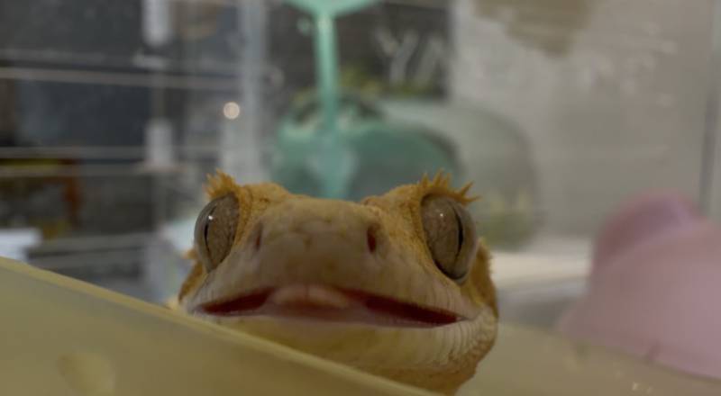 [잡담] 우리집 애기들 보여줄까? 도마뱀 주의🦎 | 인스티즈