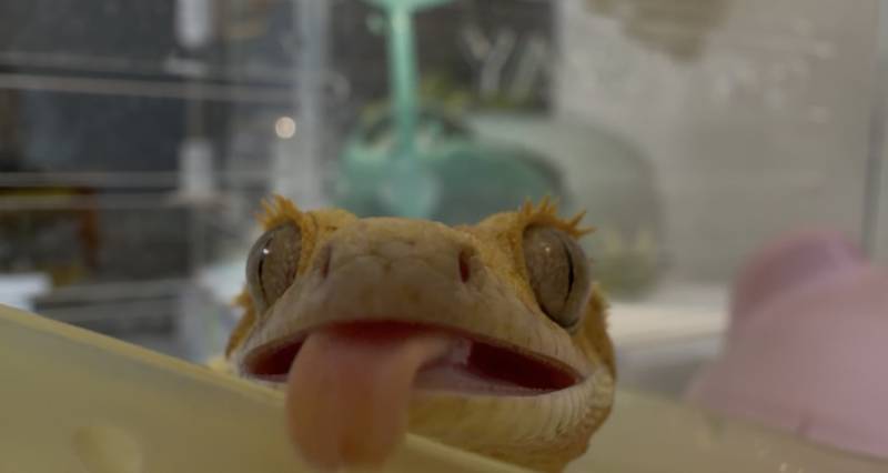 [잡담] 우리집 애기들 보여줄까? 도마뱀 주의🦎 | 인스티즈
