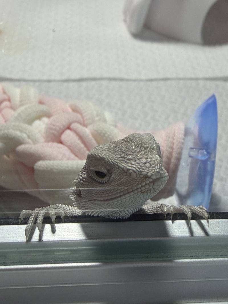 [잡담] 우리집 애기들 보여줄까? 도마뱀 주의🦎 | 인스티즈