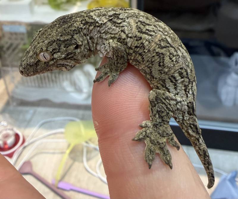 [잡담] 우리집 애기들 보여줄까? 도마뱀 주의🦎 | 인스티즈