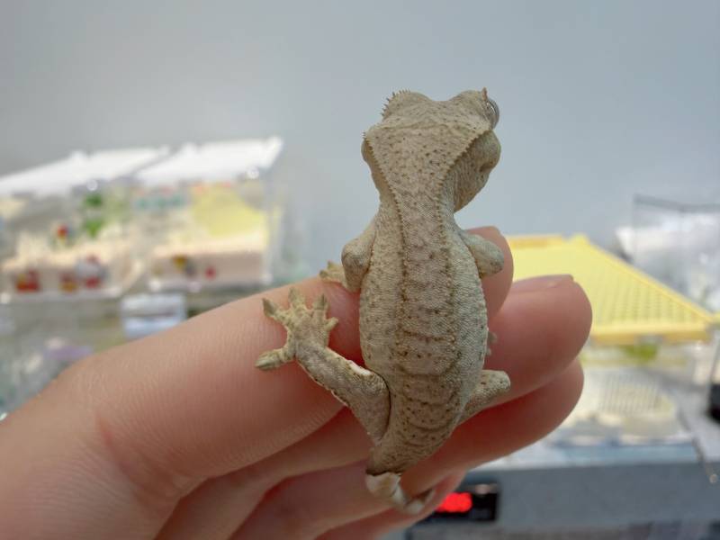 [잡담] 우리집 애기들 보여줄까? 도마뱀 주의🦎 | 인스티즈