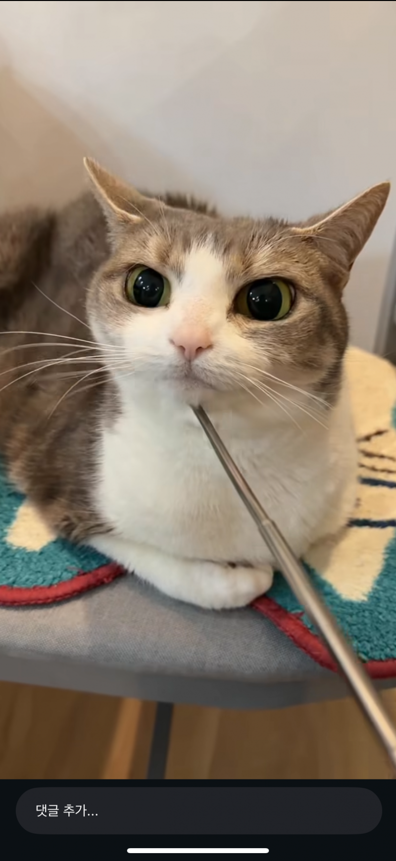 [잡담] 이 고양이 종 뭔지알아? 뭔가 외계고양이 같은데 | 인스티즈