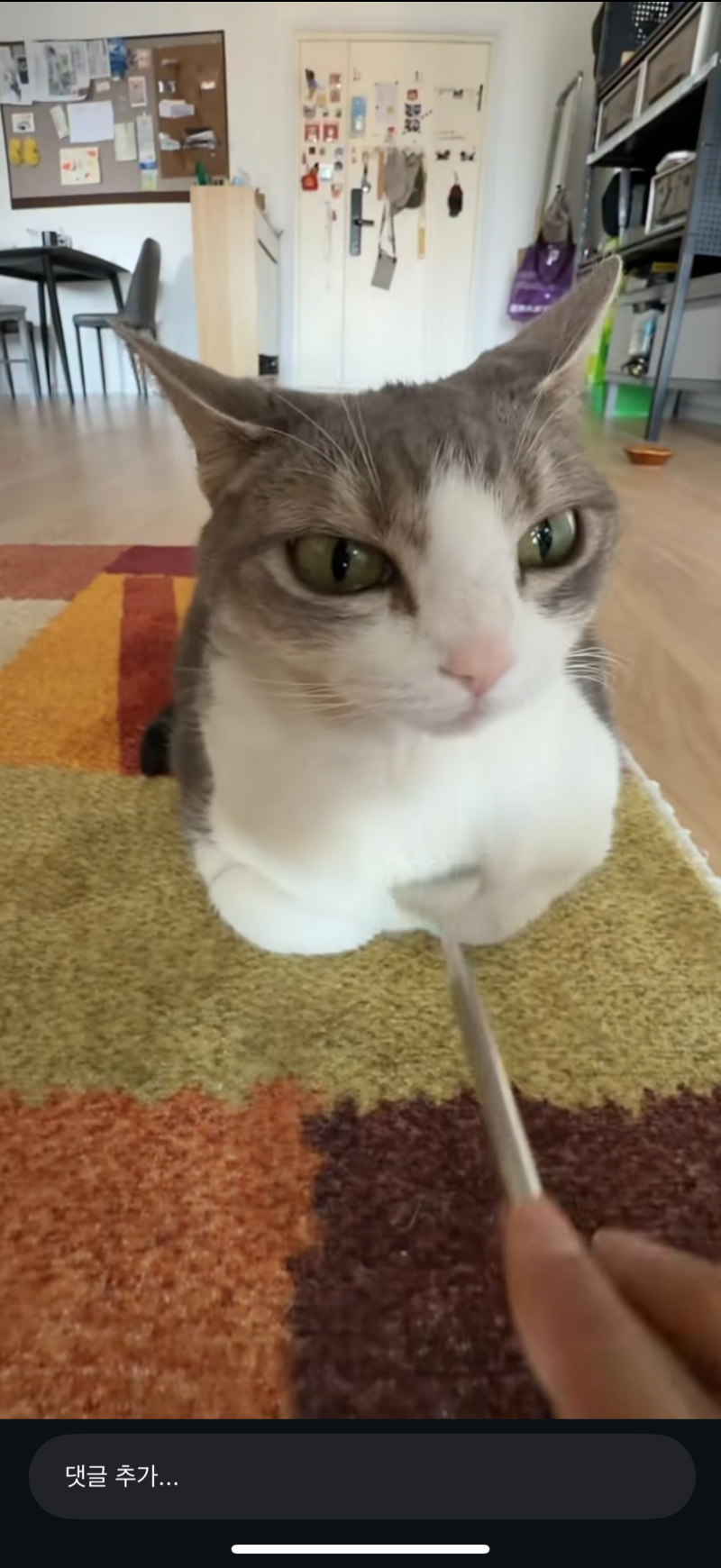 [잡담] 이 고양이 종 뭔지알아? 뭔가 외계고양이 같은데 | 인스티즈