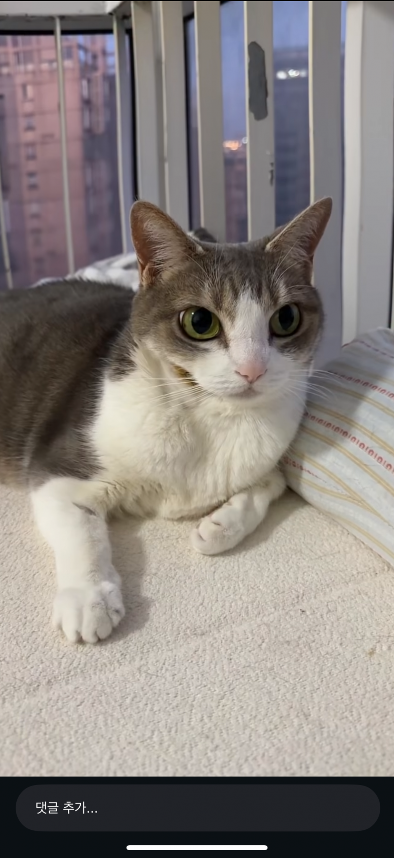 [잡담] 이 고양이 종 뭔지알아? 뭔가 외계고양이 같은데 | 인스티즈