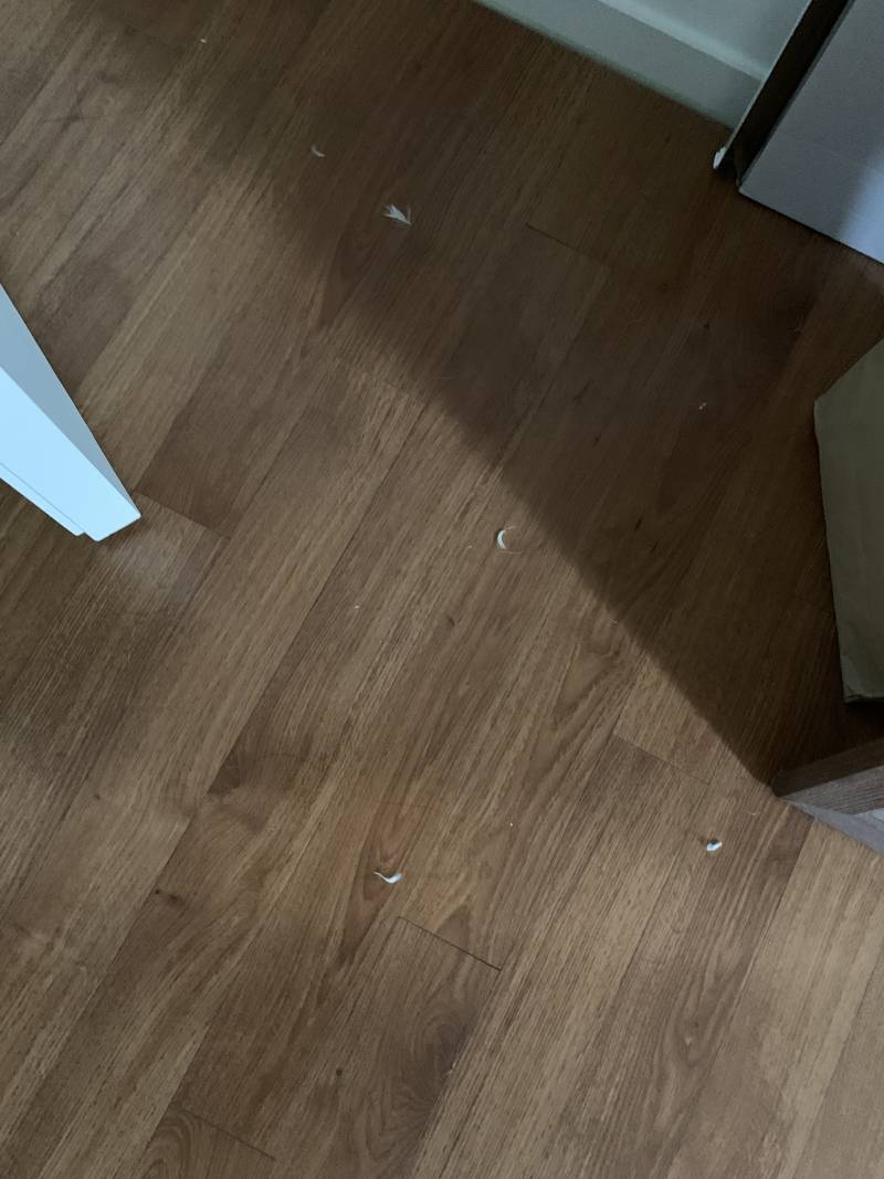 [잡담] 이불에서 깃털이 엄청 떨어지는데 어떻게해? | 인스티즈
