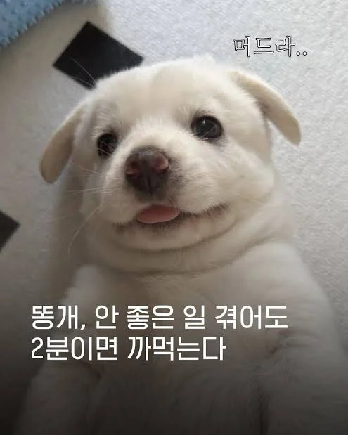 [잡담] 원더풀스) 여주보고 강아지모에화는 많이 봤는데 똥개라고 하는건 첨봄 ㅋㅋㅋㅋ | 인스티즈