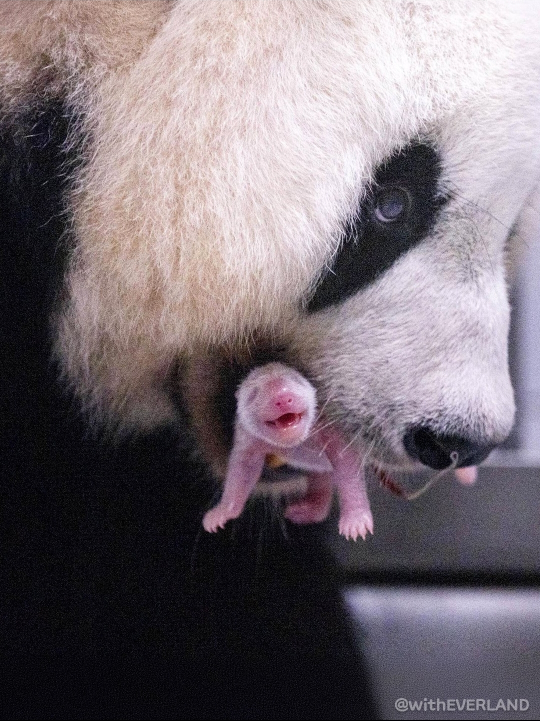 [잡담] 얘들아 아이바오 아기 낳았다!!!! | 인스티즈