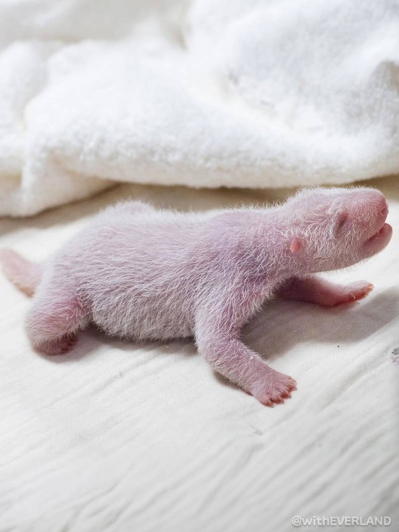 [잡담] 바오가문 넷째 딸이래!!!!!!!🐼 | 인스티즈