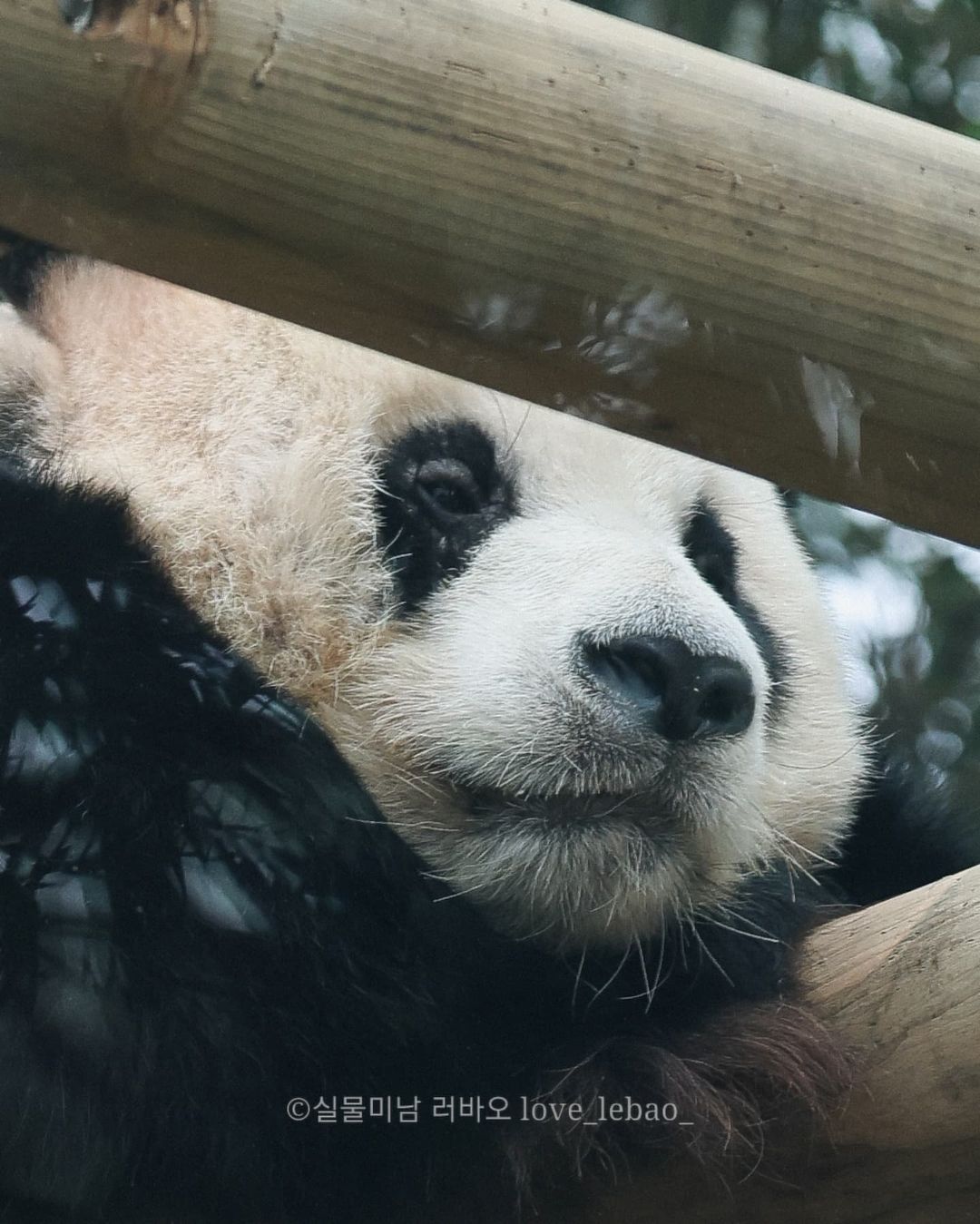 [잡담] 근데 러바오 뭔가 딸부자 관상이긴해 | 인스티즈