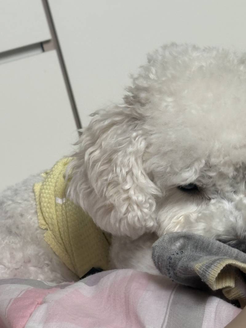 [잡담] 휴가내고 본가에 잇는데 겁내 여유롭다 | 인스티즈