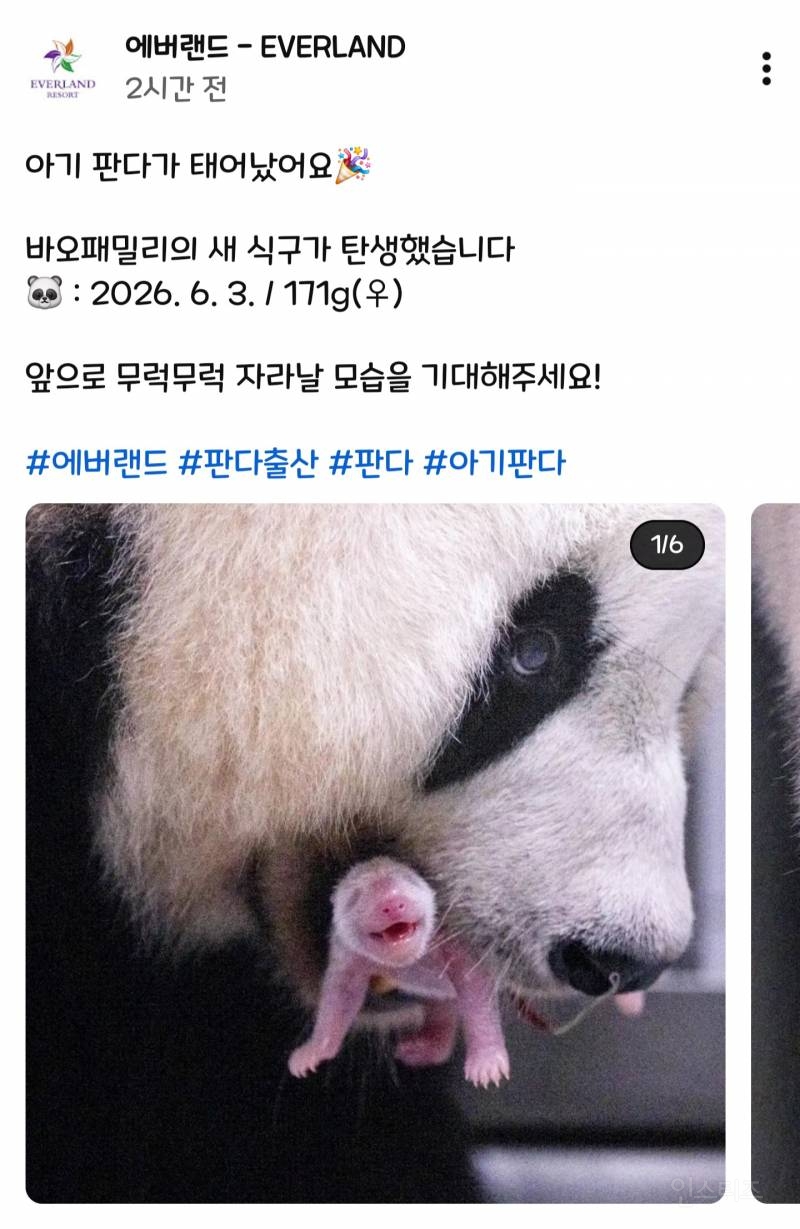 2026. 6. 3 바오패밀리의 새 식구 탄생🐼 | 인스티즈