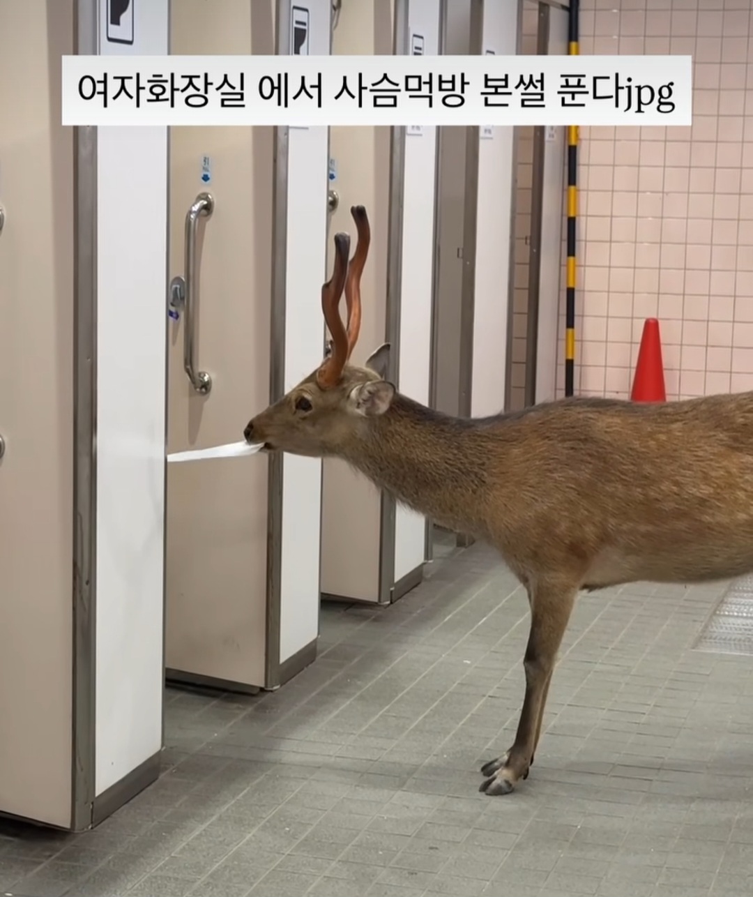 [잡담] 익들 밖에 화장실에서 얘보면 어떻게 할거야? | 인스티즈