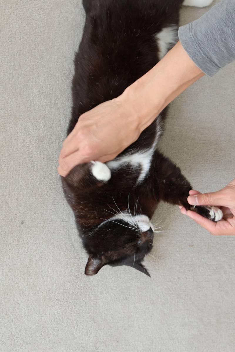 [잡담] 웨딩촬영했는데 소품으로 고양이 있었어 | 인스티즈