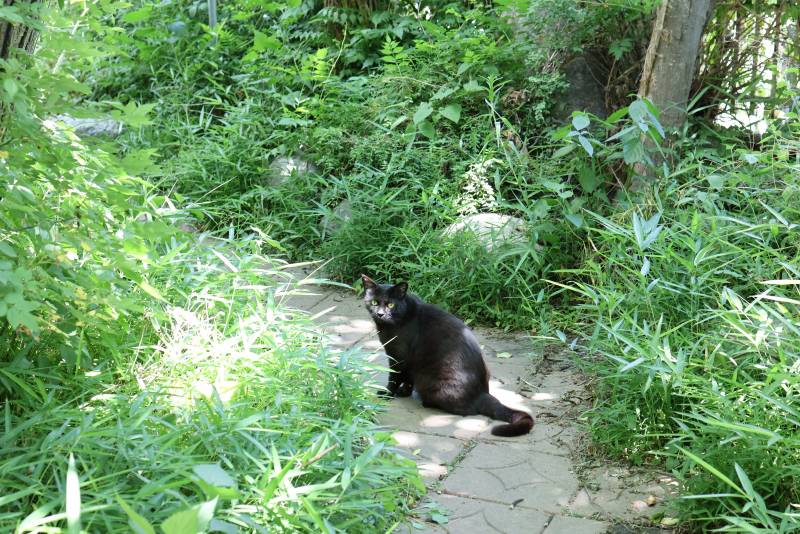 [잡담] 웨딩촬영했는데 소품으로 고양이 있었어 | 인스티즈