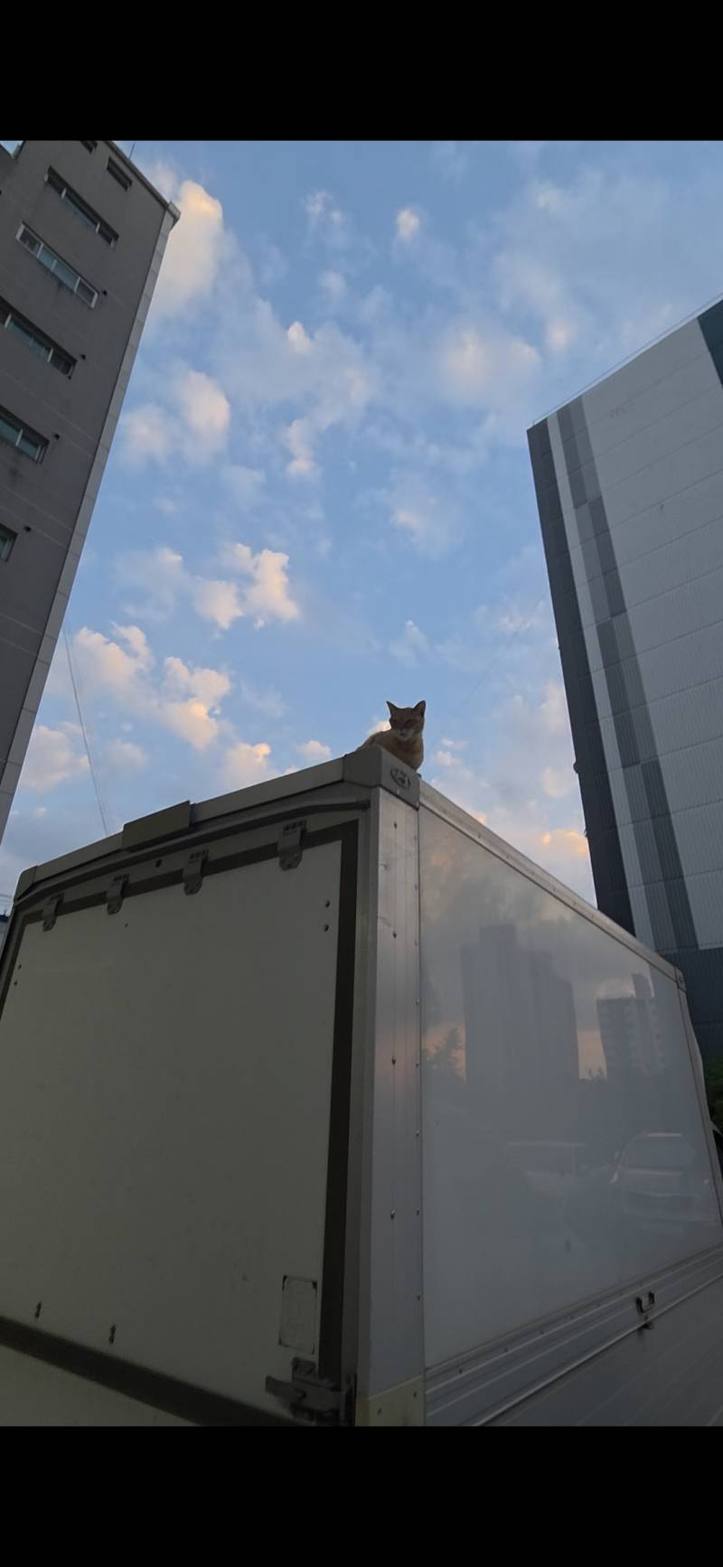 [잡담] 고양이가 높은거 좋아하는건 알겠는데... | 인스티즈