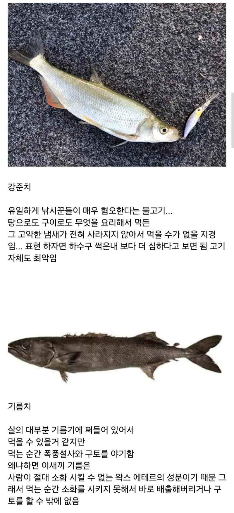 사상 최악의 맛을 가졌다는 물고기들.jpg | 인스티즈